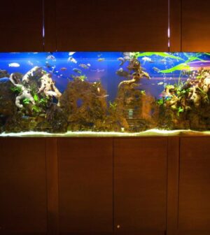 160 meilleures idées sur Déco aquarium