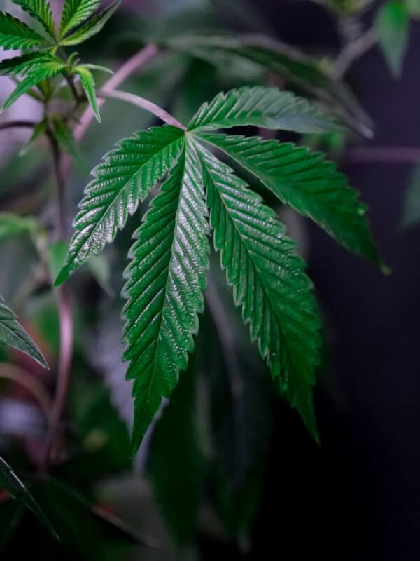 Résine de CBD
