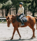 équipements équitation