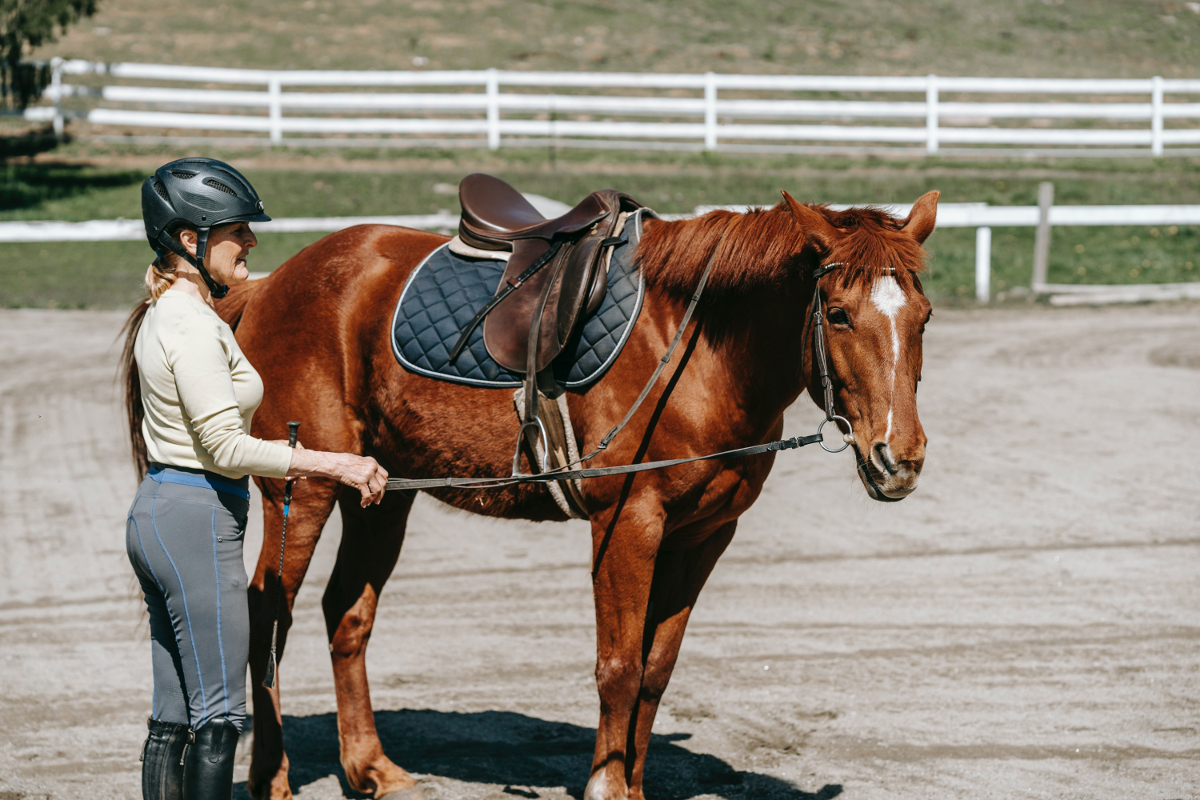 équitation