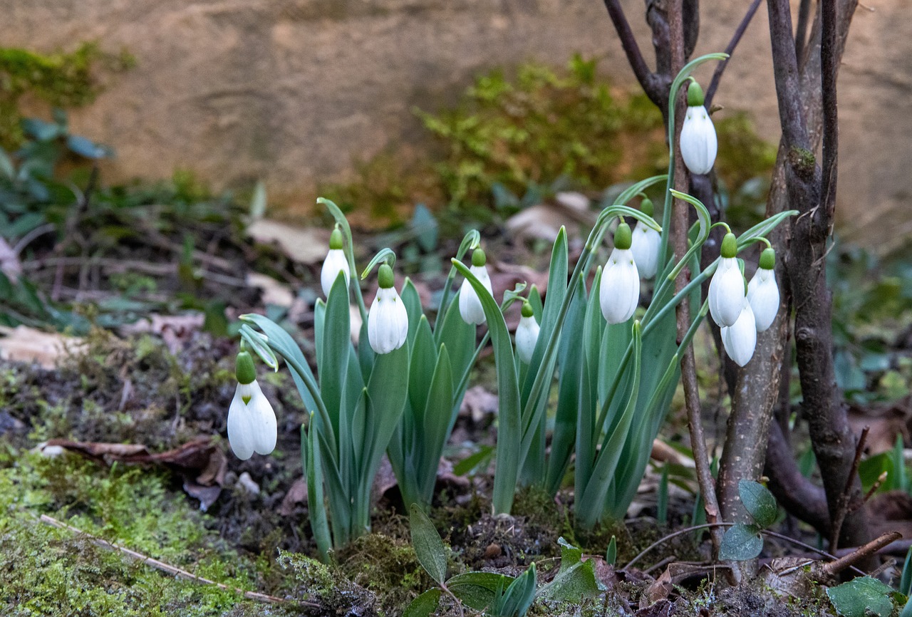 fleur jardin