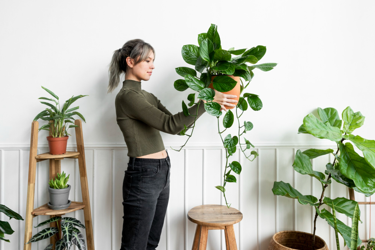 entretien plantes