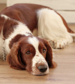 chien stressé