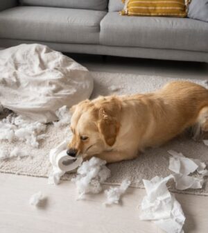 destructivité chien