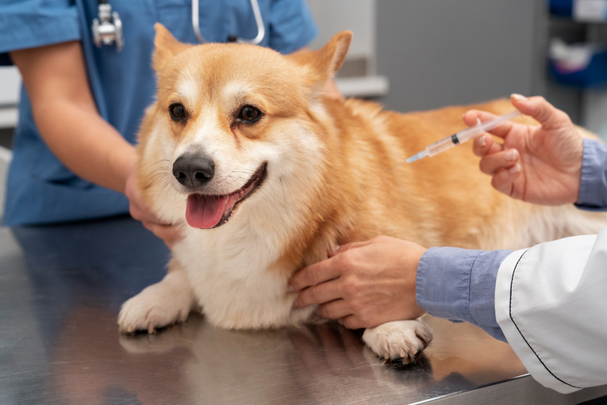 santé chien