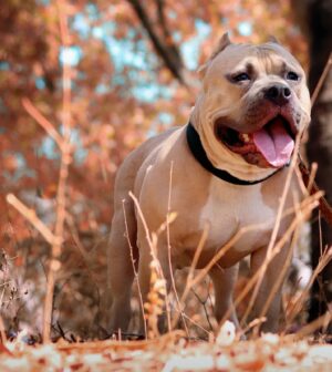 chiens à surveiller