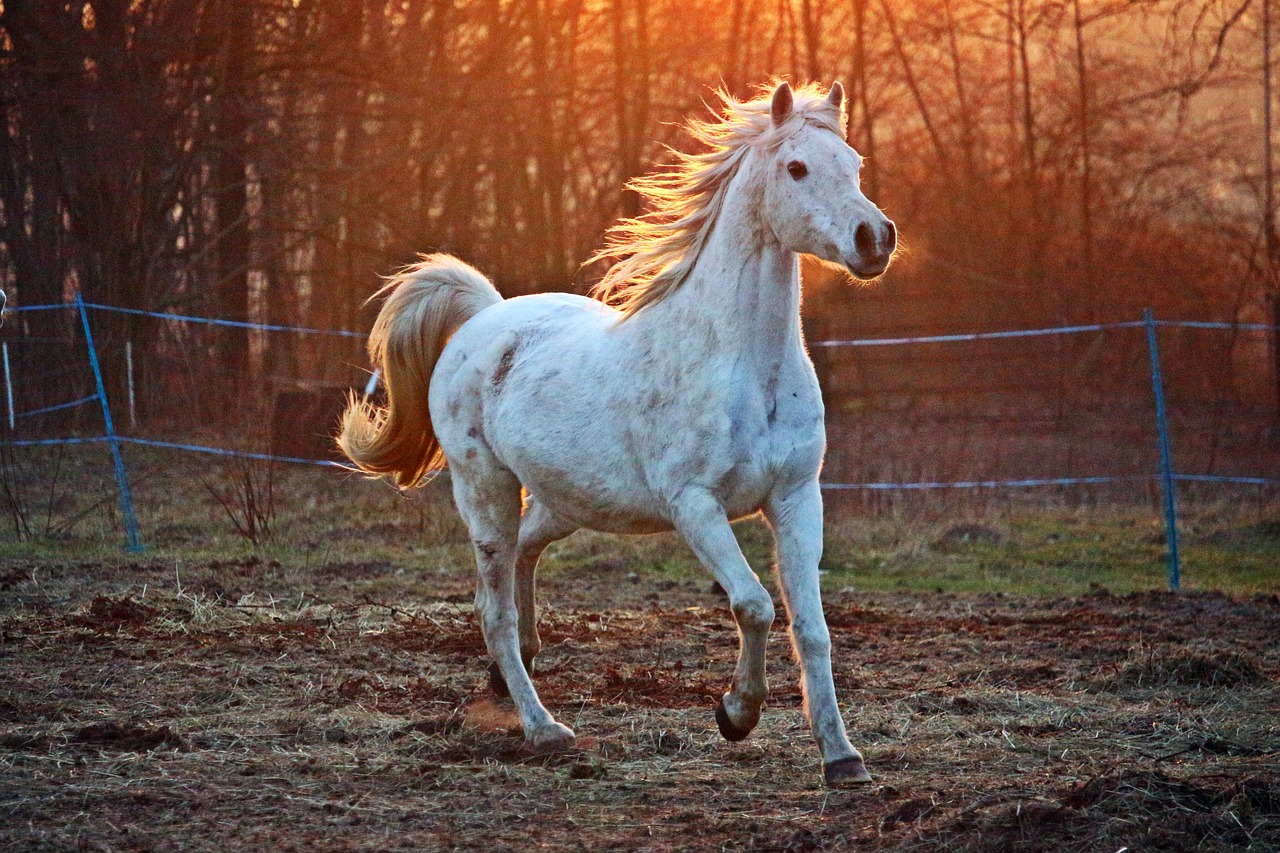 Assurance mortalité cheval