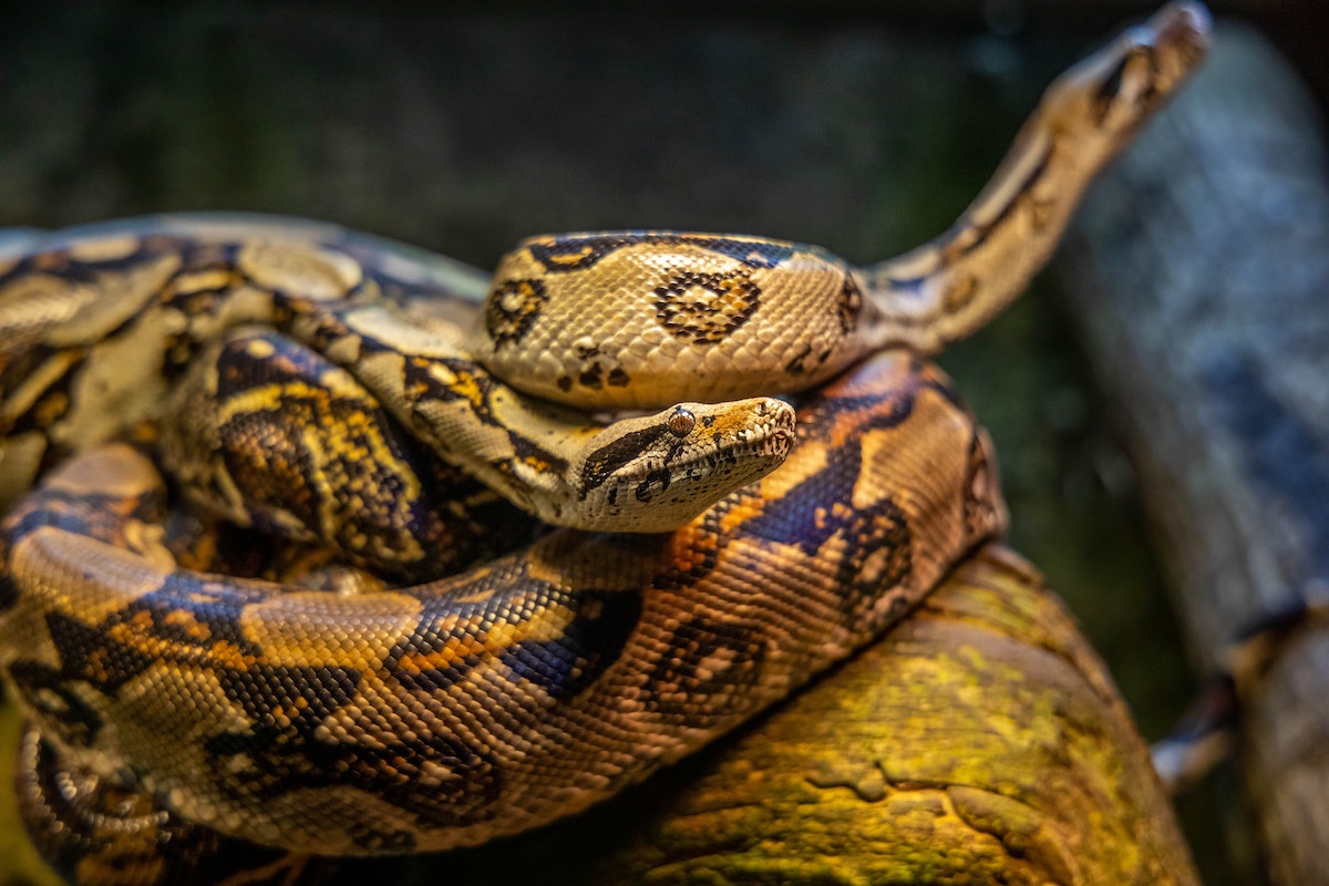 grand serpent