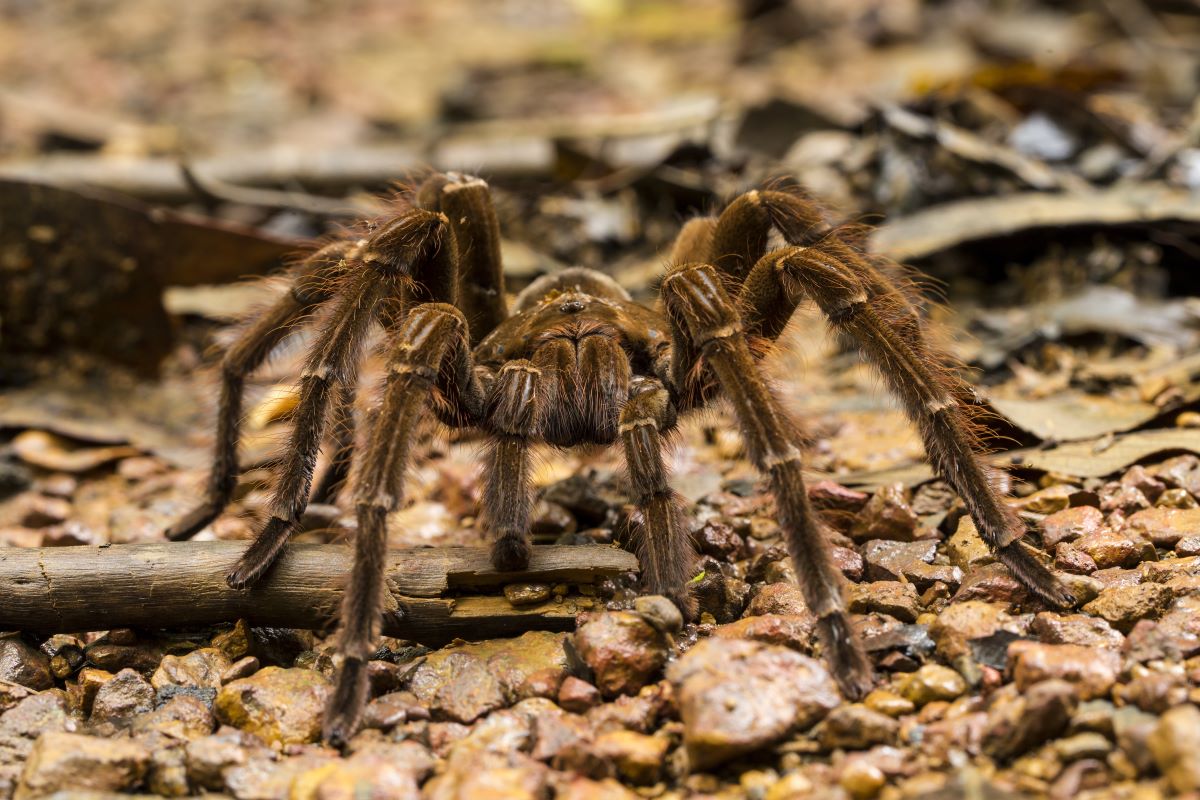 mygale Goliath