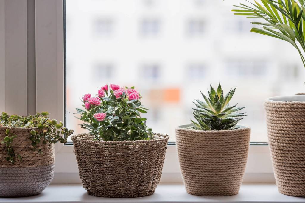 fleur stabilisée plante pot producteur cadeau présent