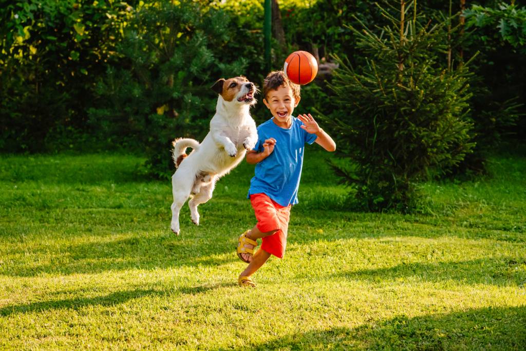 Jack Russell sociabilisé