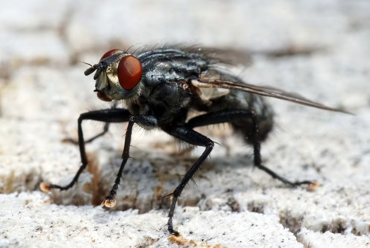 mouche domestique
