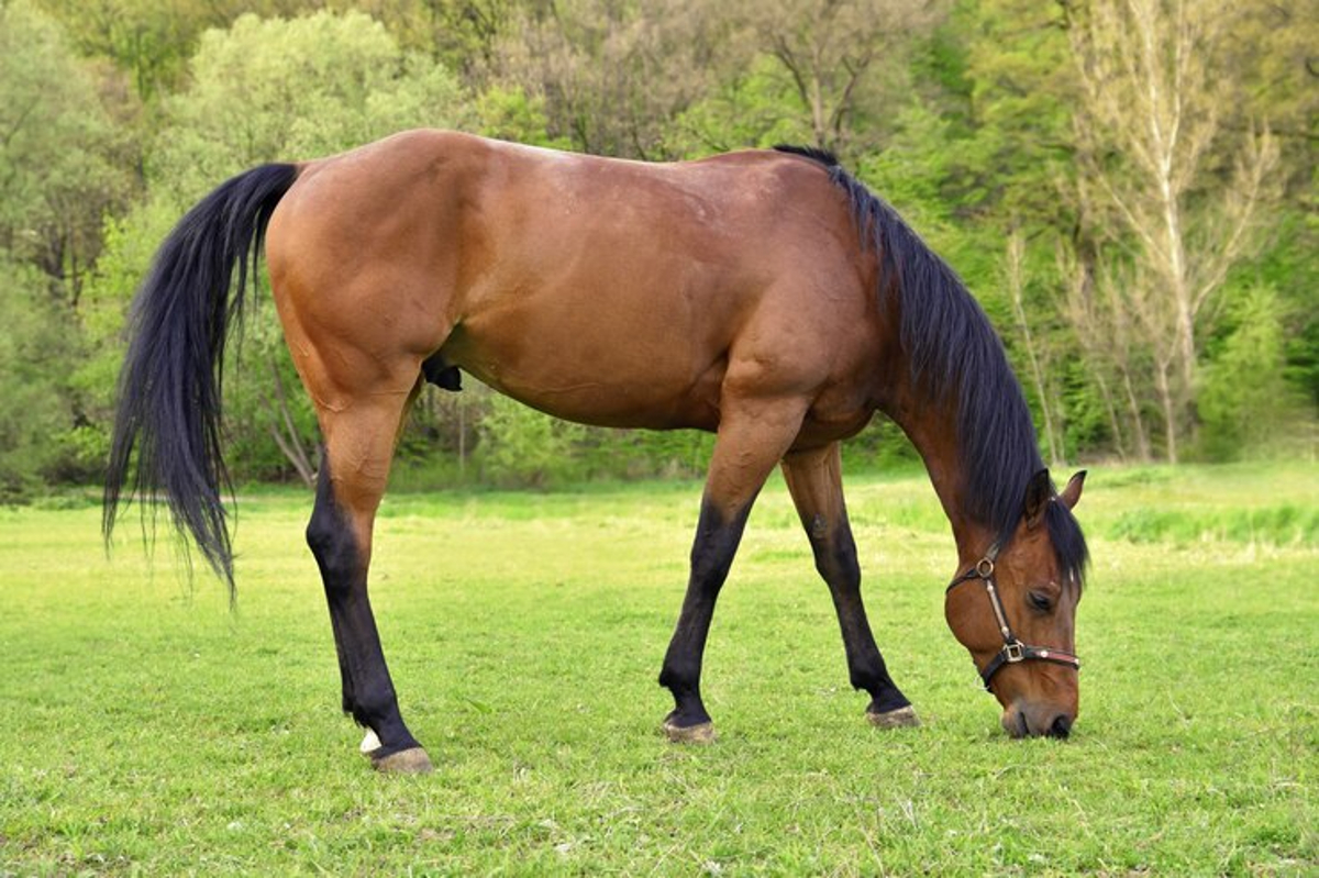 vieux cheval