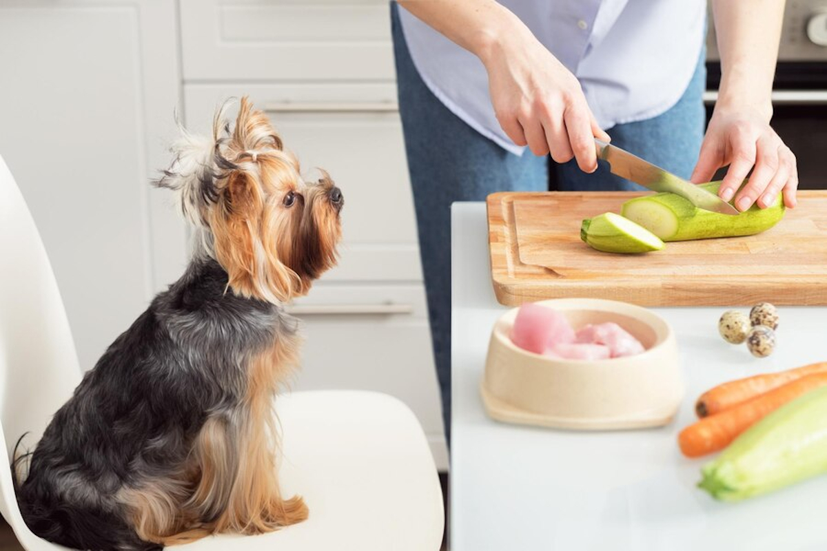 avantages nourriture chien