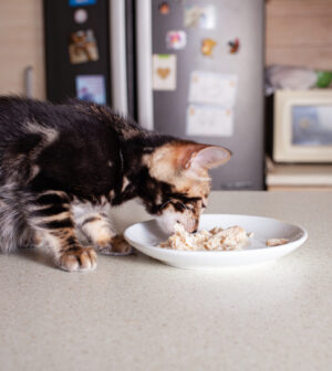 nourriture fraîche chat