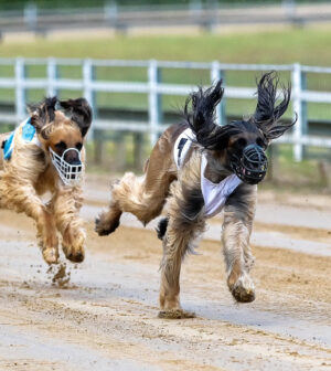 animaux dans sport