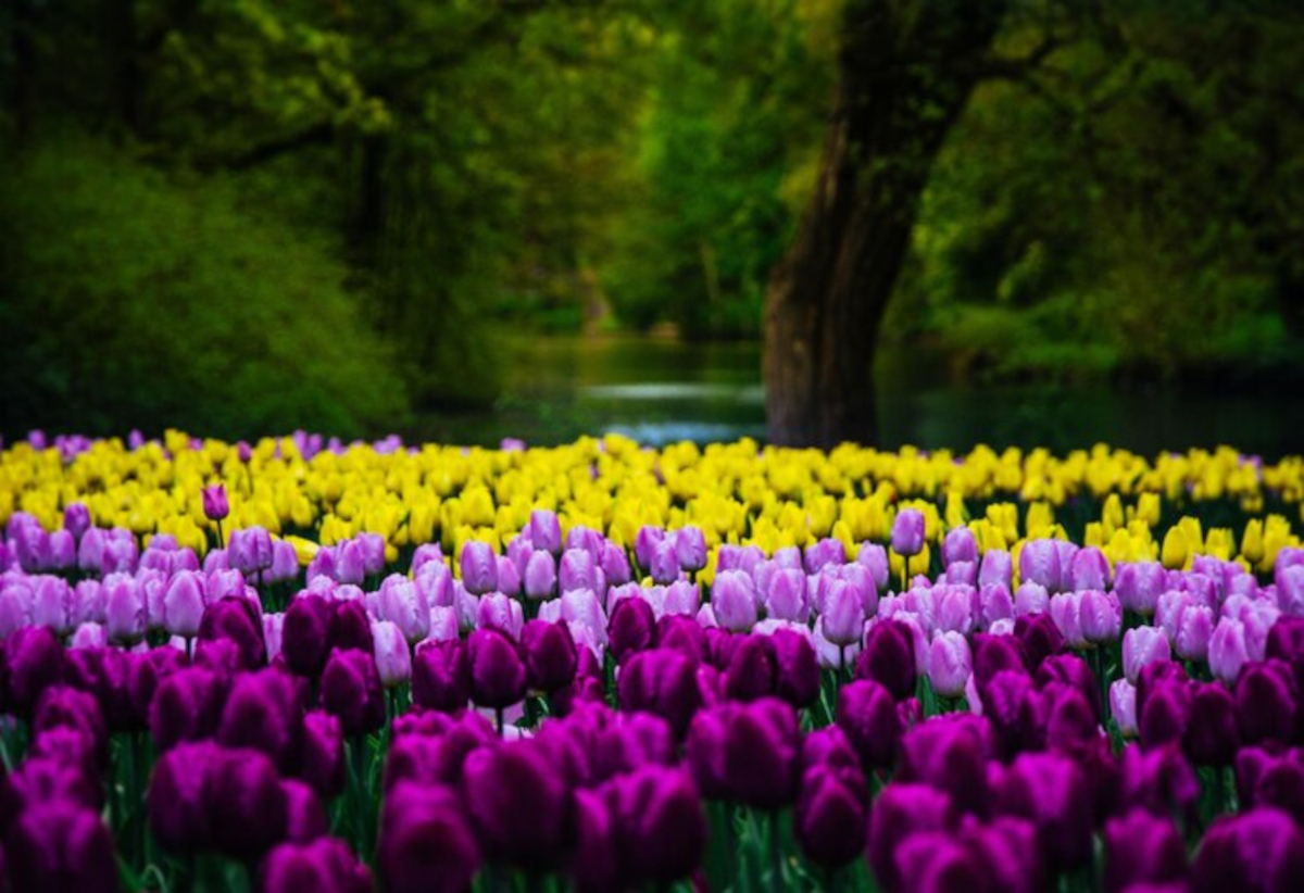 tulipes France