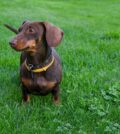 Cute dachshund dog with long ears sits on green grass