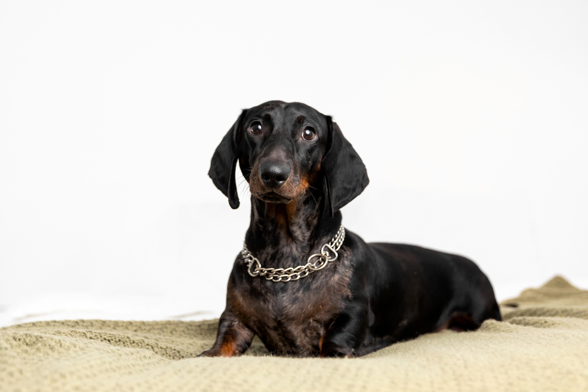 Dachshund Dog Lying on Sofa at Home