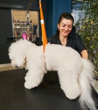 métier soigneur animalier