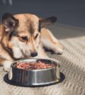 Alimentation canine