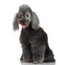 Blind Very old poodle (15 years)