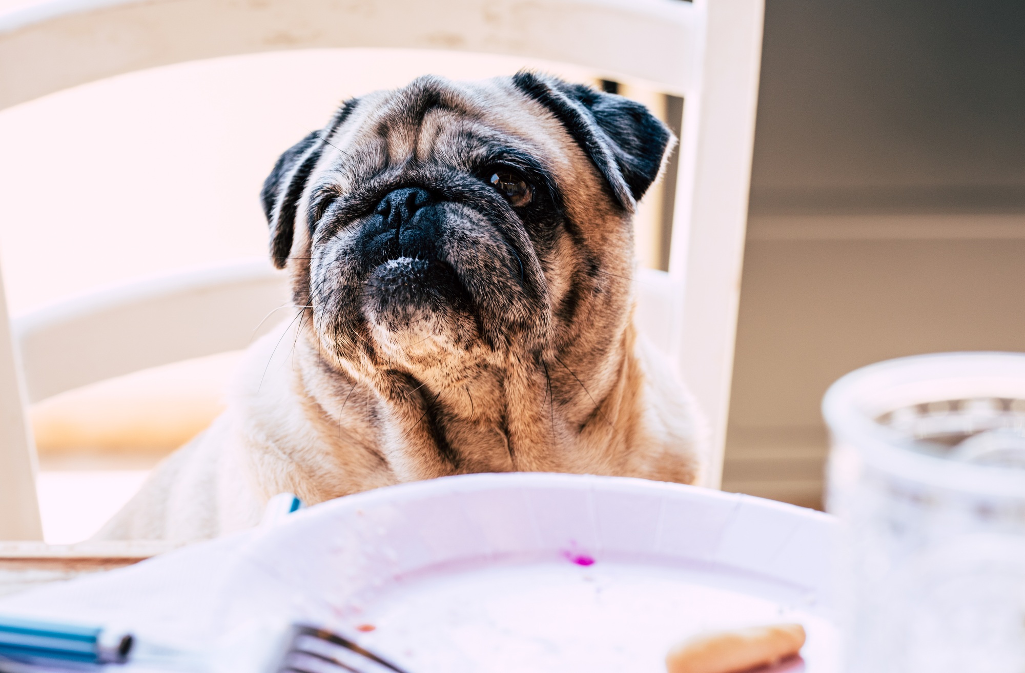 Funny nice pug dog at lunch