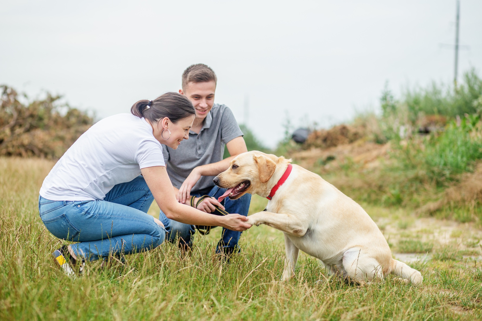 devenir comportementaliste canin 