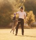 Woman is with dog on the summer field