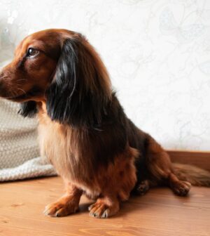 Full-length portrait of well-groomed long-haired dachshund red and black color, sitting on a bench