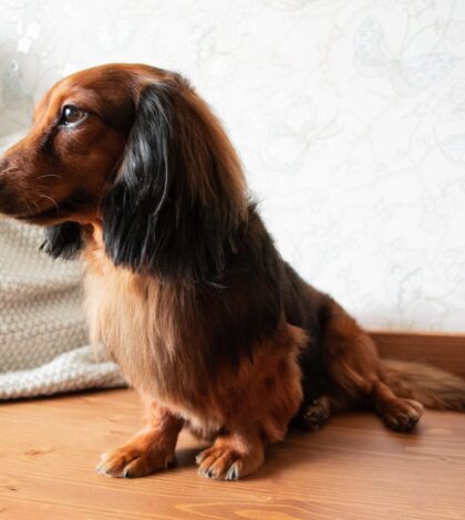 Full-length portrait of well-groomed long-haired dachshund red and black color, sitting on a bench