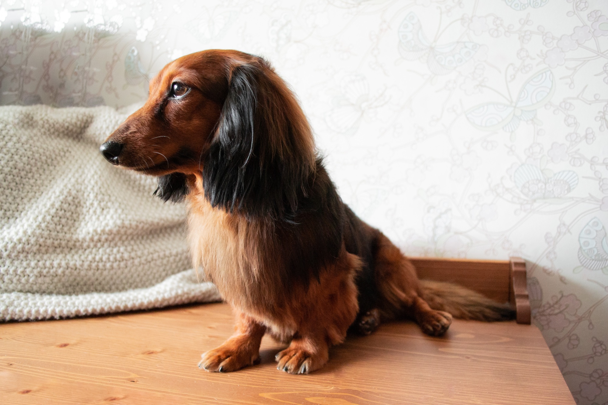 Full-length portrait of well-groomed long-haired dachshund red and black color, sitting on a bench