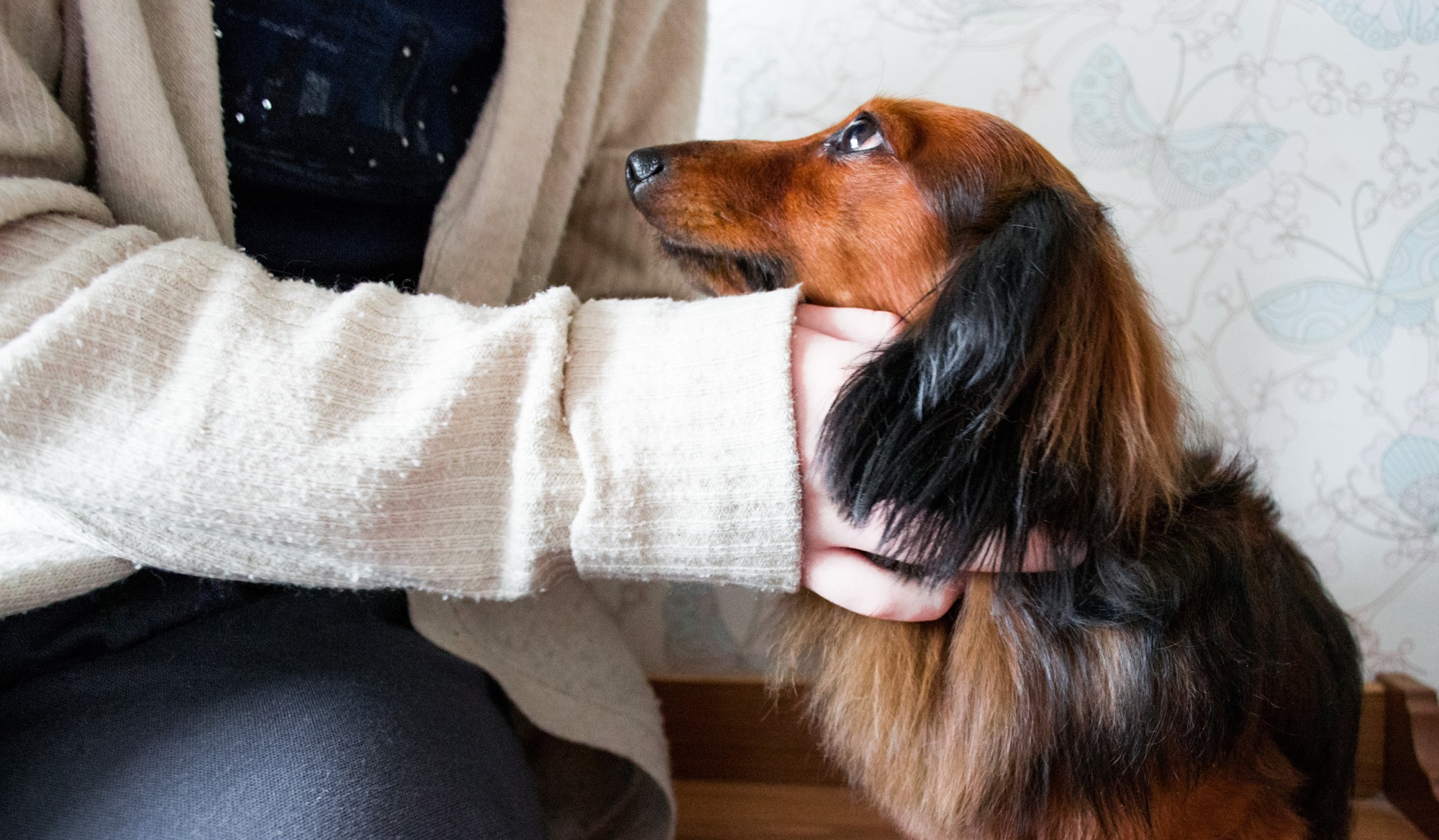 Someone hugs and strokes a long-haired red-haired black dachshund. Dog looks faithfully at the owner