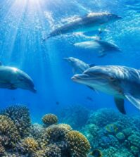 découvrez un documentaire captivant sur les dauphins, offrant une plongée fascinante dans leur comportement, leur environnement et leur intelligence remarquable.