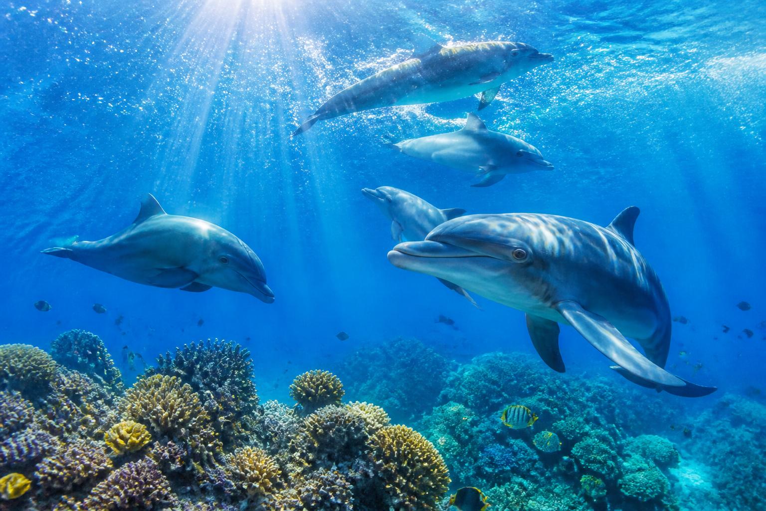 découvrez un documentaire captivant sur les dauphins, offrant une plongée fascinante dans leur comportement, leur environnement et leur intelligence remarquable.