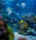 découvrez les secrets fascinants de la faune marine à travers une visite immersive à l'aquarium de houlgate. explorez la diversité des espèces marines et vivez une expérience unique en famille.