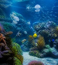découvrez les secrets fascinants de la faune marine à travers une visite immersive à l'aquarium de houlgate. explorez la diversité des espèces marines et vivez une expérience unique en famille.
