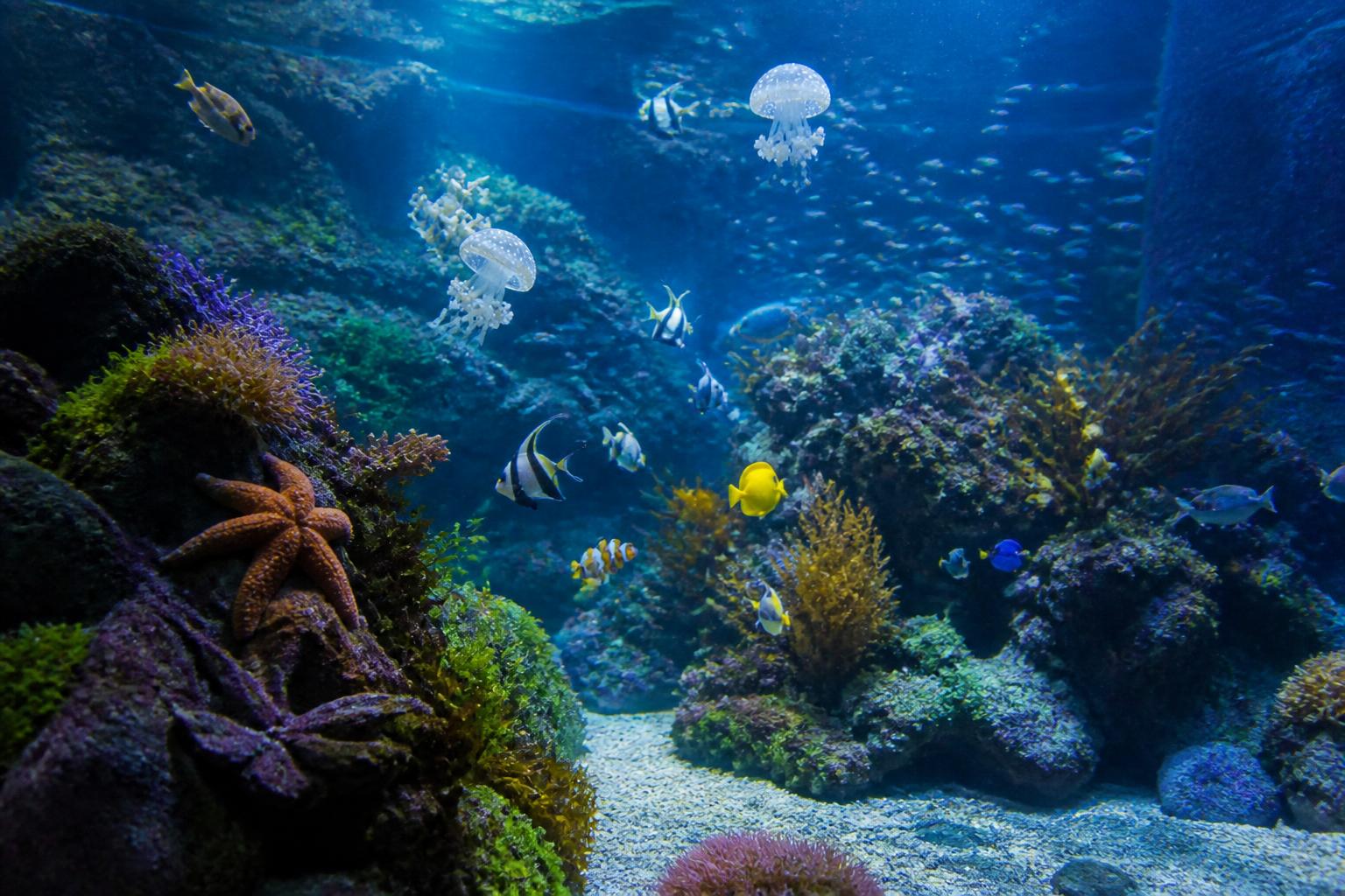 découvrez les secrets fascinants de la faune marine à travers une visite immersive à l'aquarium de houlgate. explorez la diversité des espèces marines et vivez une expérience unique en famille.