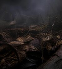 découvrez les mythes et réalités des araignées faucheuses, ces créatures mystérieuses souvent méconnues, et apprenez à mieux les comprendre.