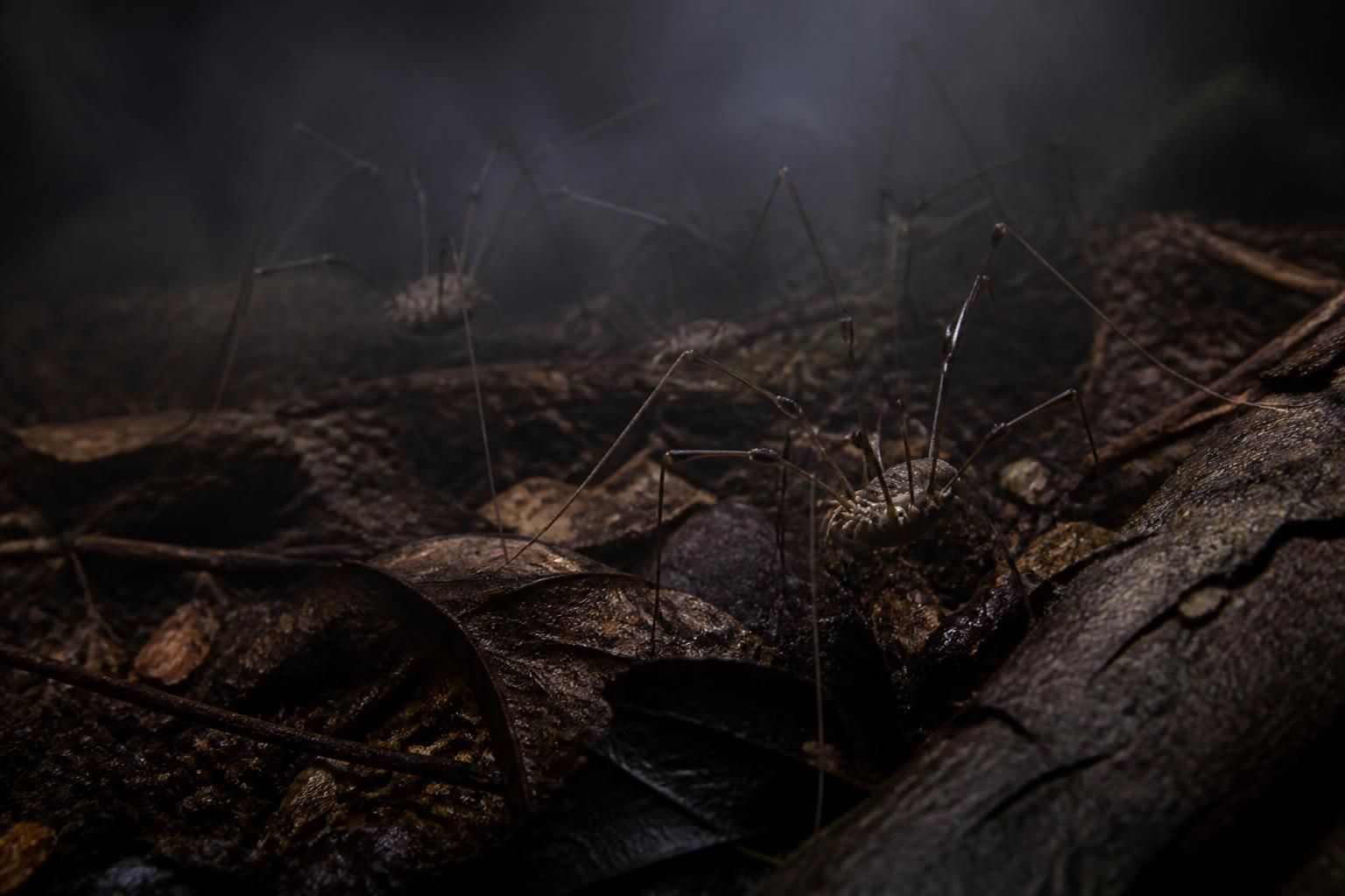 découvrez les mythes et réalités des araignées faucheuses, ces créatures mystérieuses souvent méconnues, et apprenez à mieux les comprendre.