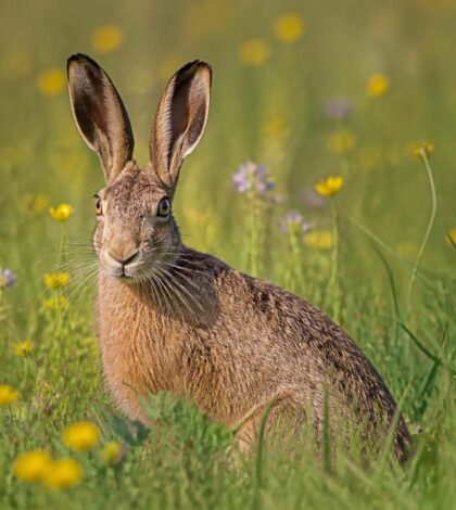 découvrez comment s'appellent les femelles lièvres et apprenez davantage sur ces animaux fascinants dans notre article informatif.