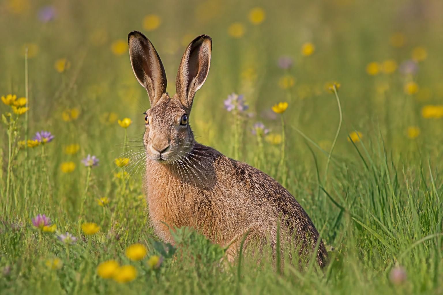 découvrez comment s'appellent les femelles lièvres et apprenez davantage sur ces animaux fascinants dans notre article informatif.