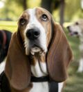 découvrez comment les longues oreilles du chien jouent un rôle essentiel dans la communication canine, en exprimant émotions et intentions avec subtilité.