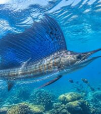 découvrez les secrets fascinants du poisson le plus rapide au monde et comment il atteint des vitesses impressionnantes dans l'océan.