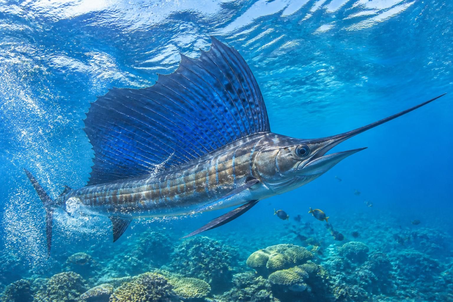 découvrez les secrets fascinants du poisson le plus rapide au monde et comment il atteint des vitesses impressionnantes dans l'océan.
