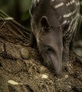 découvrez ce que signifie le comportement des animaux qui mangent de la terre et ce que cela révèle sur leur santé et leurs besoins naturels.
