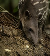 découvrez ce que signifie le comportement des animaux qui mangent de la terre et ce que cela révèle sur leur santé et leurs besoins naturels.