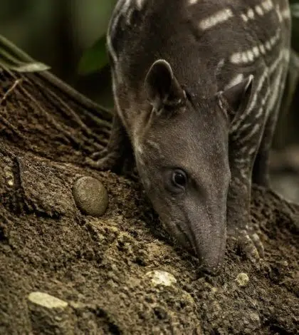 découvrez ce que signifie le comportement des animaux qui mangent de la terre et ce que cela révèle sur leur santé et leurs besoins naturels.