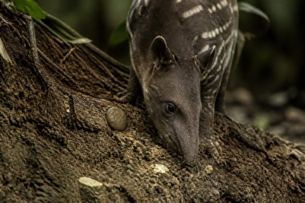 découvrez ce que signifie le comportement des animaux qui mangent de la terre et ce que cela révèle sur leur santé et leurs besoins naturels.